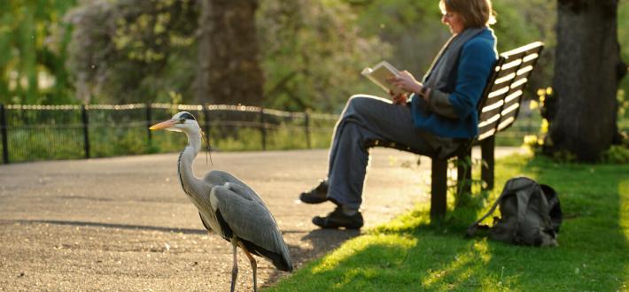 Get your daily dose of nature - at work
