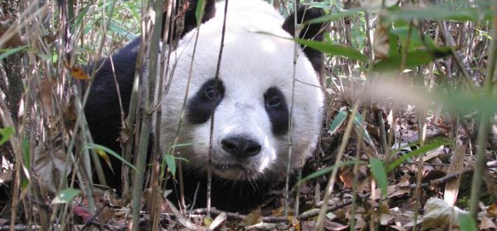 Test your panda knowledge