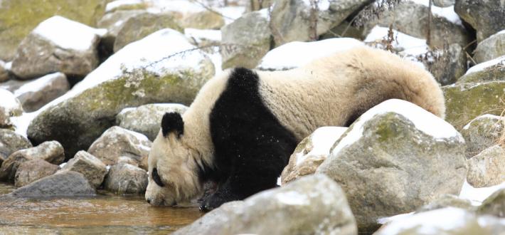 Top 10 facts about pandas