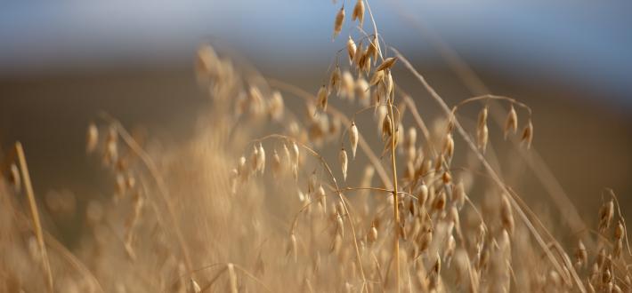 RAI Committee Briefing - Farming for Scotland's Future