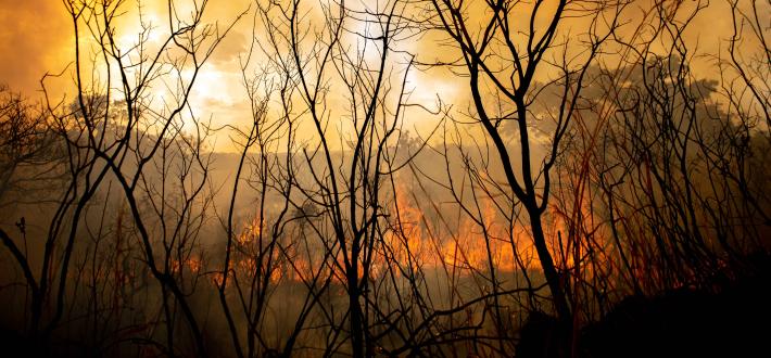 Sign the living planet act petition