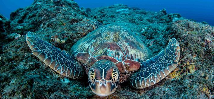 World Oceans Day 2024