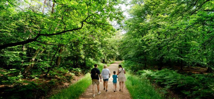 Feel good forest trail