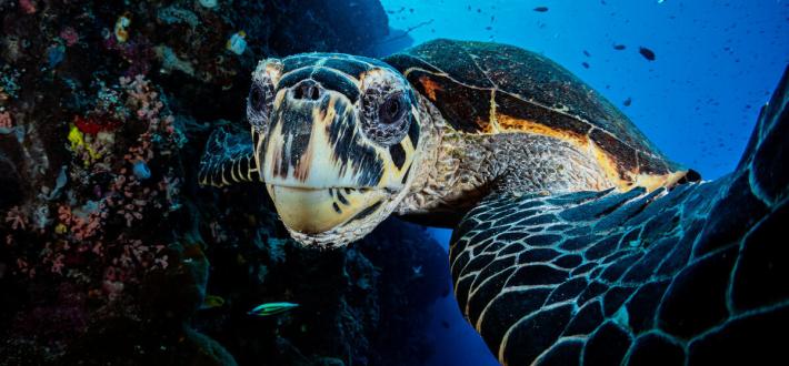 Join the WWF Guardians