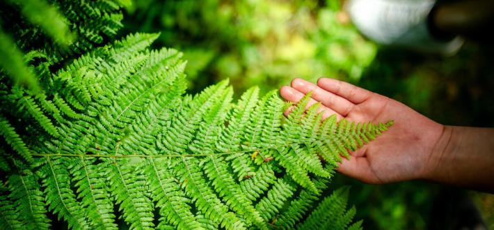 Nature’s Newsflash