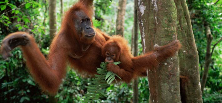 Your win for forests