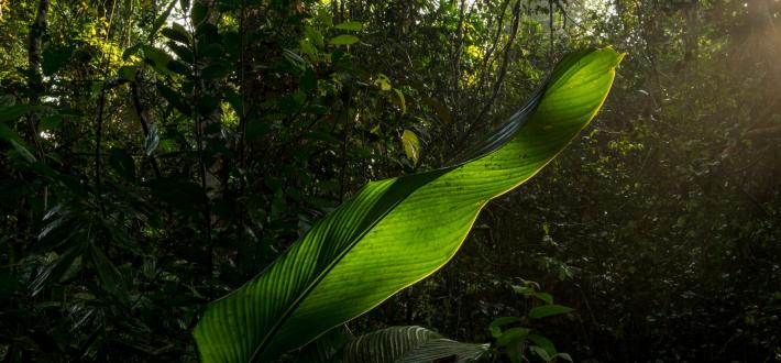Funding for forests