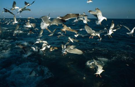Scottish Seabird Centre