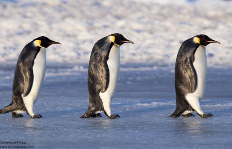 Top 10 facts about Emperor penguins