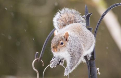 Wildlife spotter sheet