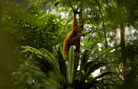 Amazing Apes