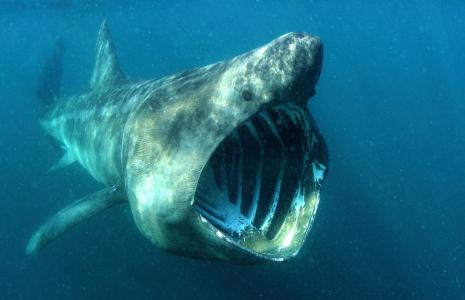 Our Planet Info Sheet - Coastal Seas
