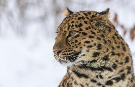 Amur leopard quiz