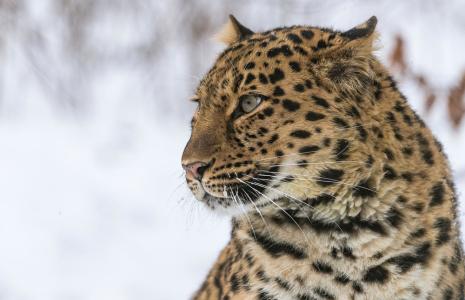 Amur leopard quiz