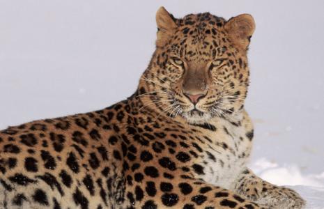 Take an Amur leopard quiz