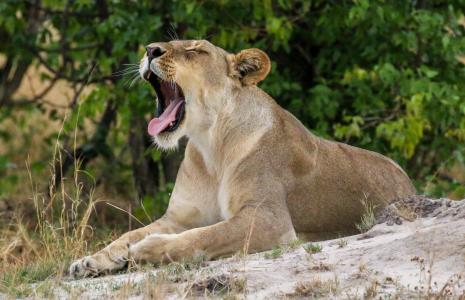 Big cats quiz