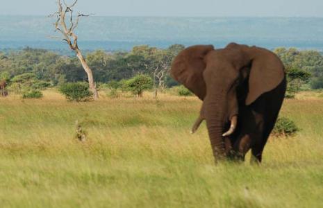 The African bush elephant, South Africa