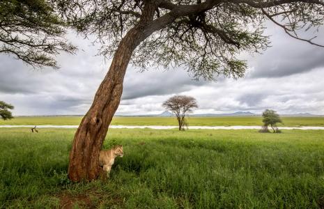 A lionness in Tarangire National Park, Tanzania