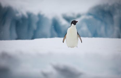 Top 10 facts about Adélie penguins