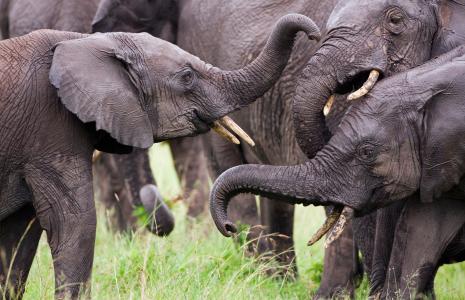 Top 10 facts about elephants