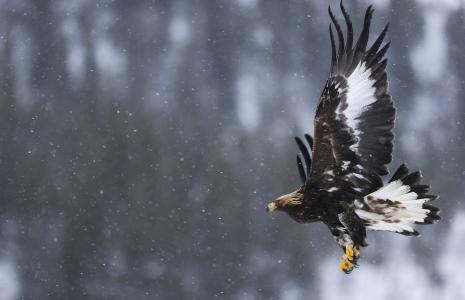 3. Implement licensing of driven grouse shooting by the end of 2021 