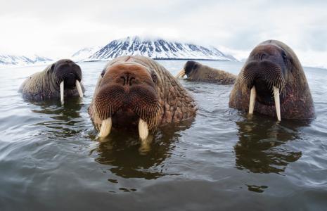 Walrus from space