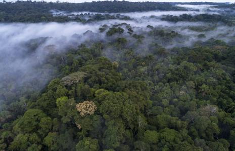 WAYS YOU CAN HELP THE AMAZON RAINFOREST