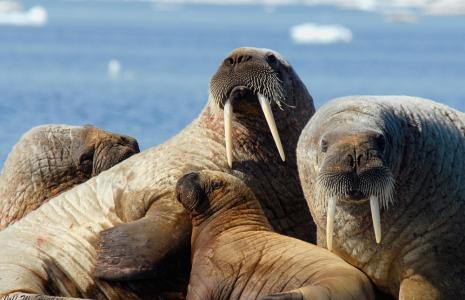 Become a Walrus Detective