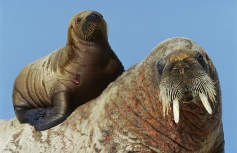 Help us count walrus