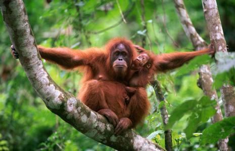 Adopt an animal with WWF