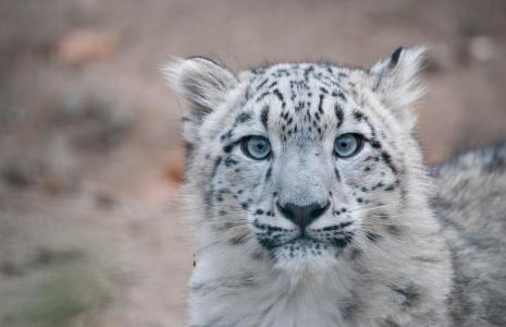 Snow leopard quiz