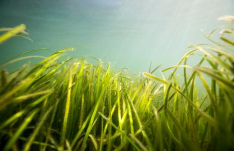 Seagrass Restoration