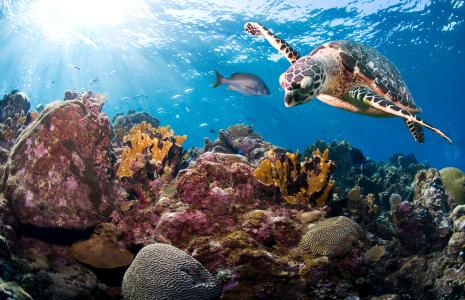 22 ways to help the planet in 2022