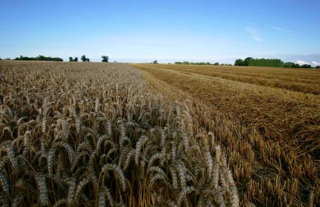 The Opportunities of Agri-Carbon markets - Full report