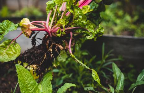 Start sowing seeds