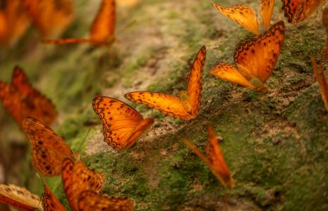 Restoring habitats and species