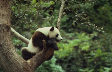 Panda quiz
