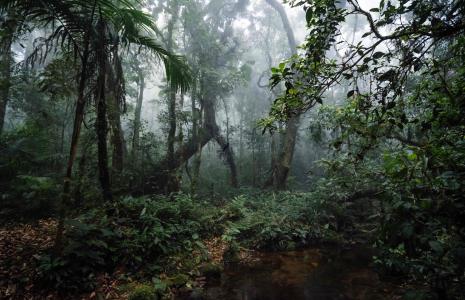 Top 10 facts about Forests