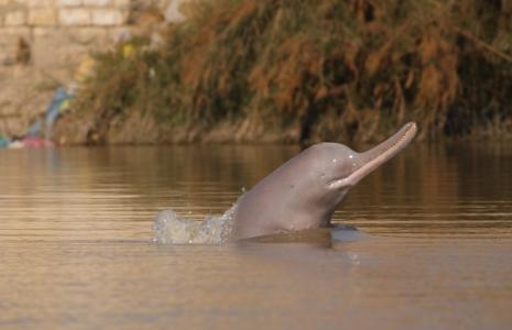 Protect Amazon River Dolphins