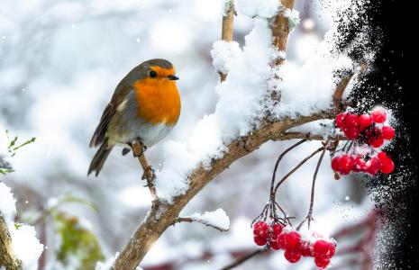 Top tips for a sustainable Christmas