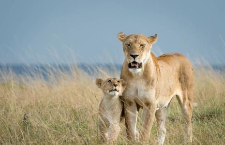 Protect lions