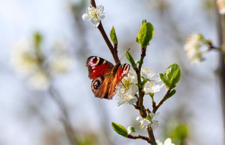 WWF seasonal activities