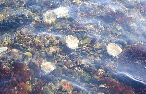 Oyster and Habitat Monitoring