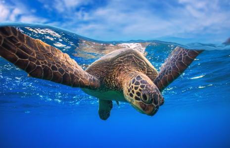 Adopt a turtle with WWF
