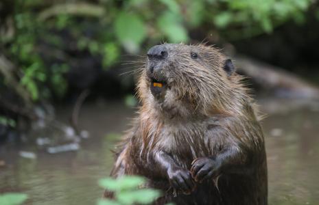Beavers bringing hope