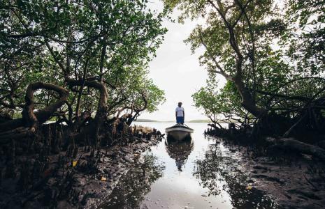 Restoring nature