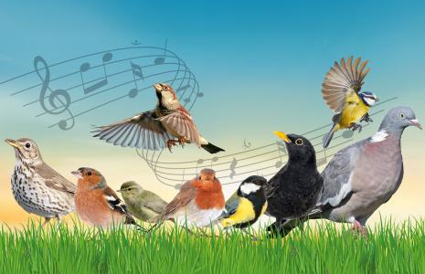 Take our dawn chorus bird quiz