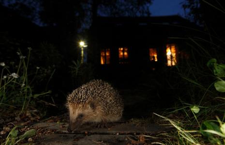 5 threats facing UK Wildlife