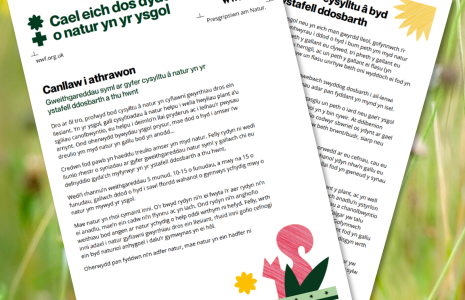 Teacher activity guide - Welsh language