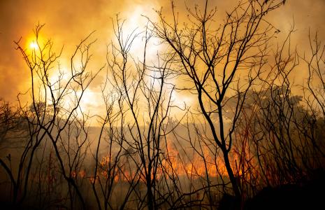 Sign our petition for a living planet act